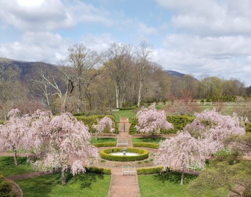 pink cherry blooms blooming in early spring in a formal garden around a water fountain